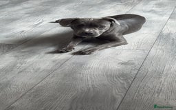 Mixed Breed dogs for sale: Staff cross French bulldog  - Image 4