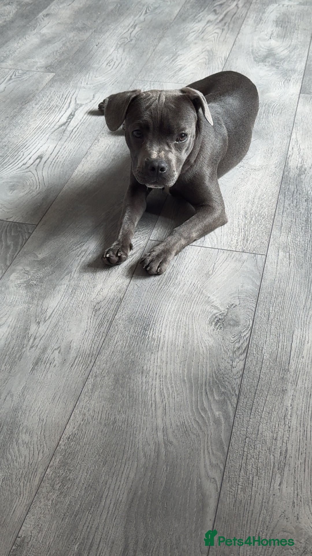 Mixed Breed dogs for sale: Staff cross French bulldog  - Image 4