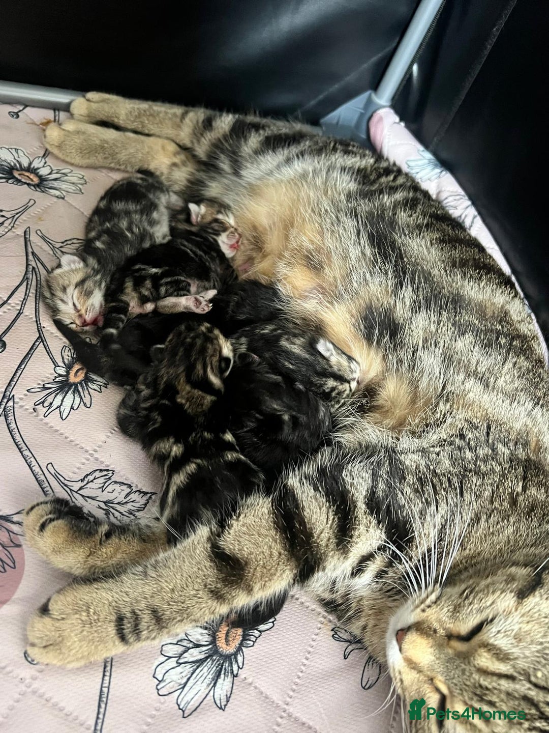 Mixed Breed cats for sale: Beautiful Kittens for sale - Image 10