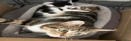 Bengal cats for sale: Three bengal mainecoon males  in Stourbridge - Advert 4