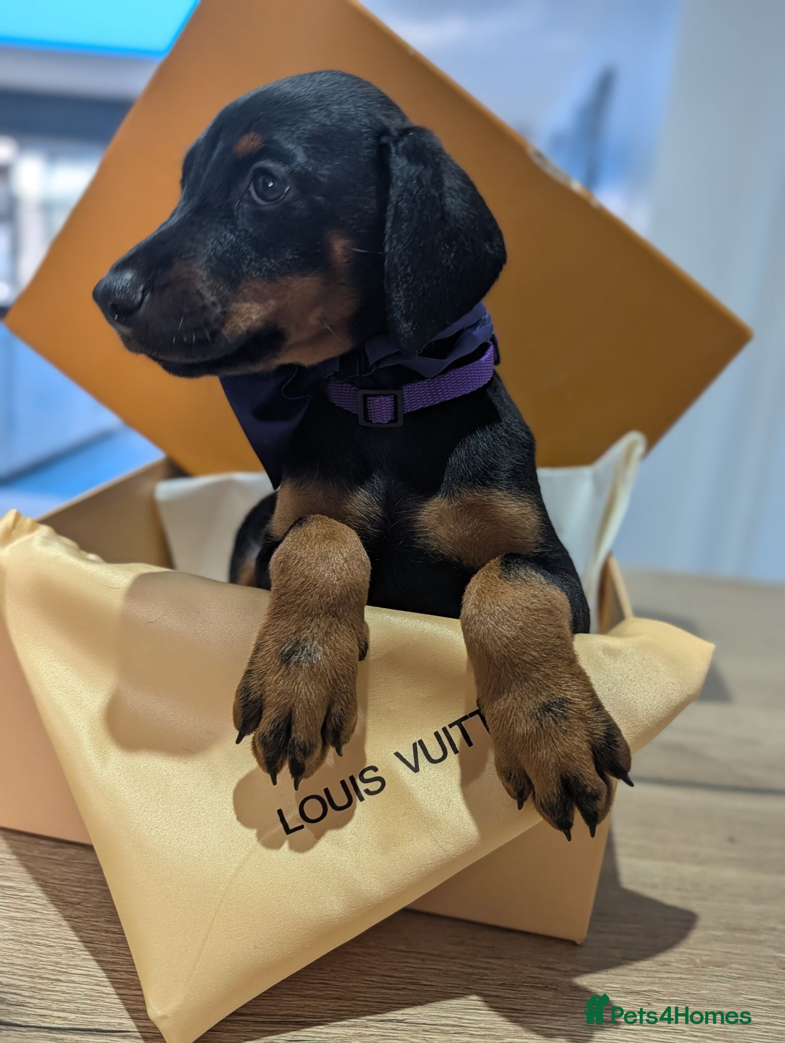 Dobermann dogs Last doberman girl  - Advert 7
