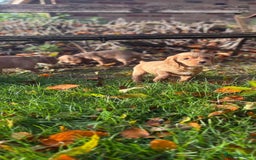 Cocker Spaniel dogs for sale: Kc reg Working Cocker Spaniels - Image 4