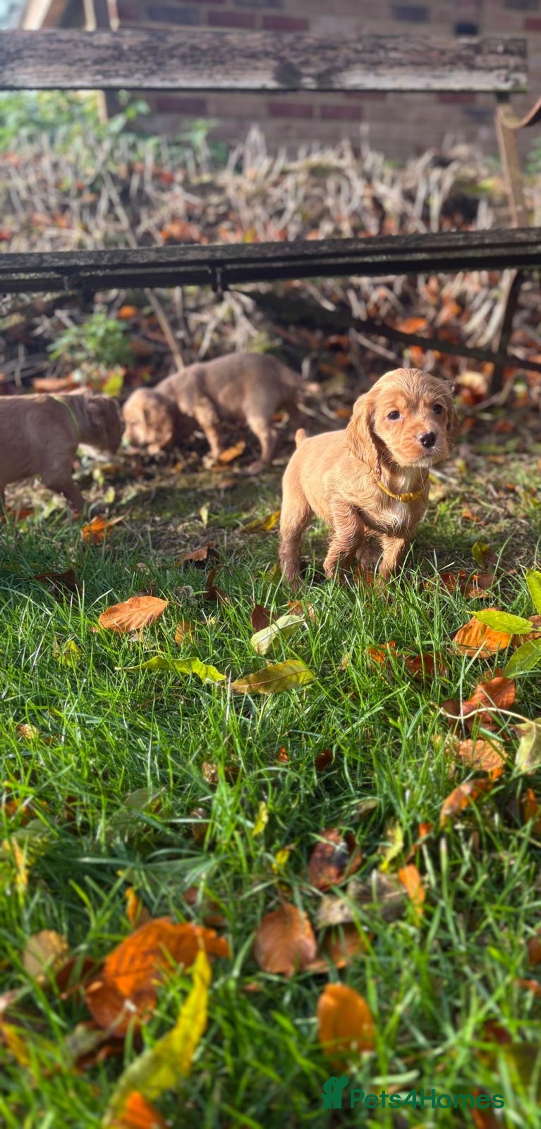 Cocker Spaniel dogs for sale: Kc reg Working Cocker Spaniels - Image 4