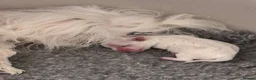 Maltese dogs for sale: 🦋Show Quality Maltese Boy Health Tested Parents🦋 - Advert 8