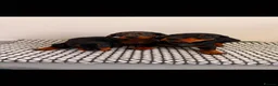 Miniature Dachshund dogs for sale: Miniature Dachshunds - Advert 4