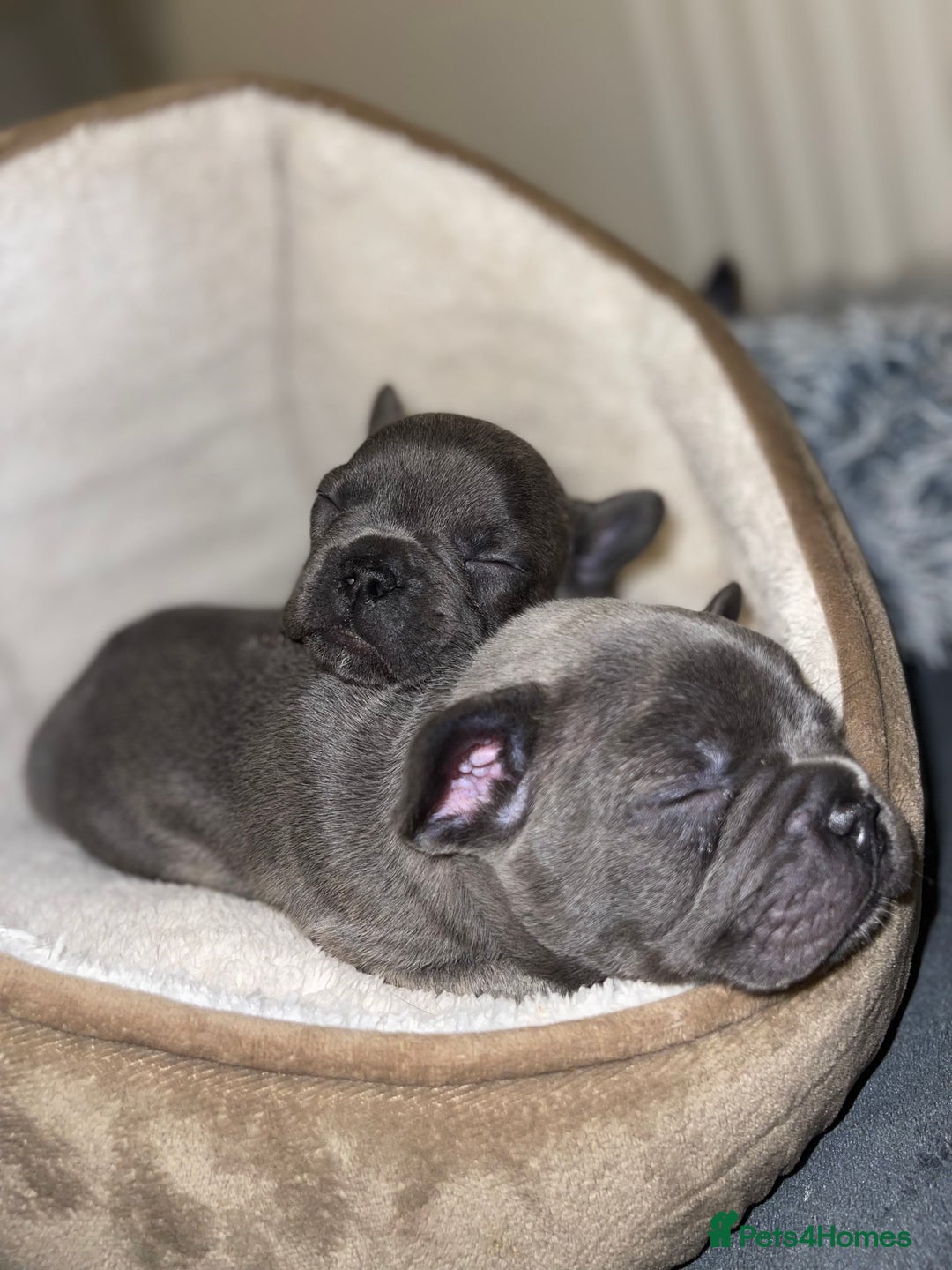 French Bulldog dogs for sale: 6 French bull dogs  - Advert 12