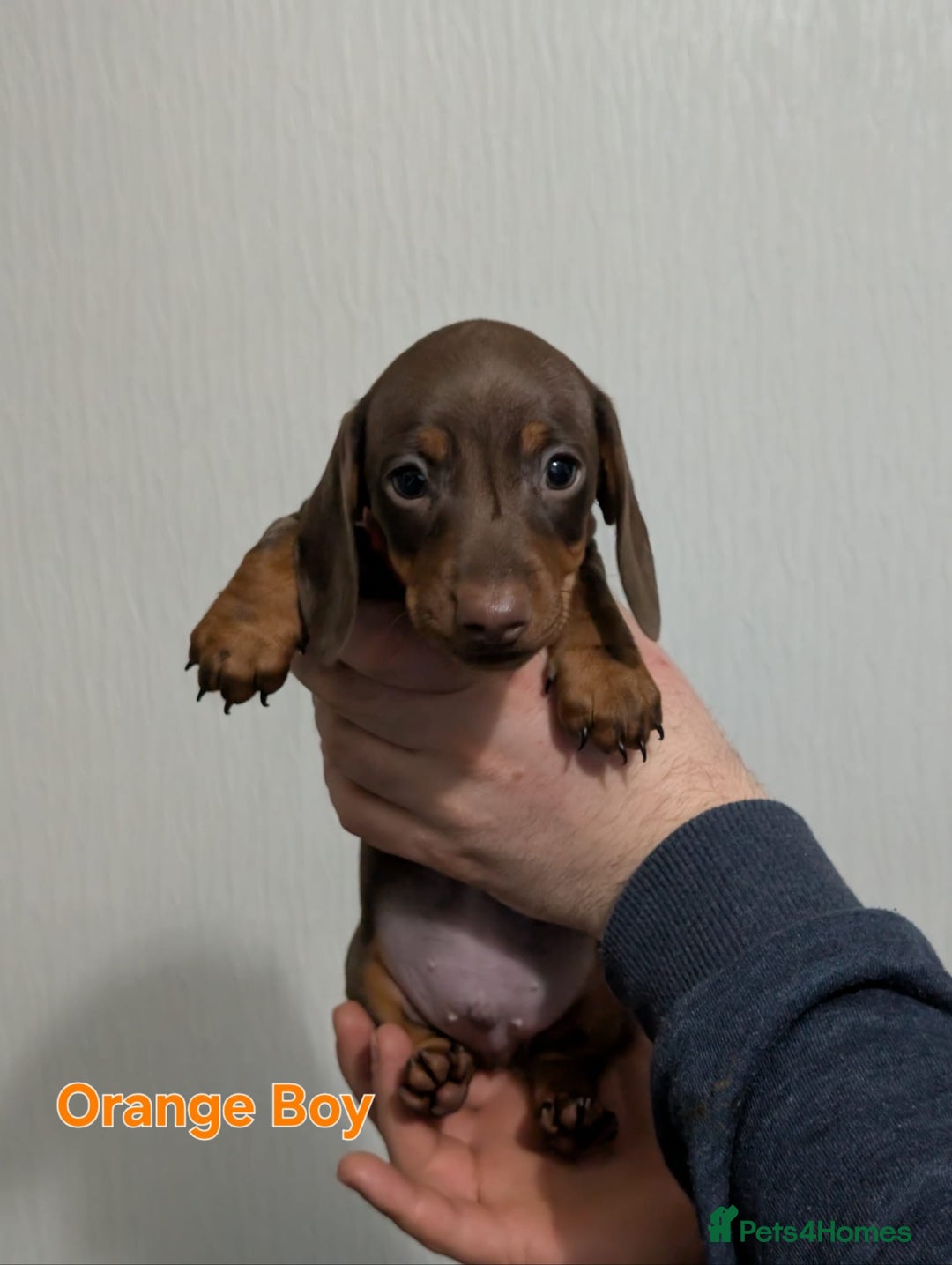 Miniature Dachshund dogs for sale: Kc reg miniture dachshund puppies for sale - Advert 19