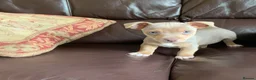 Jack Russell dogs for sale: Fabulous Jack Russell puppies  - Advert 2