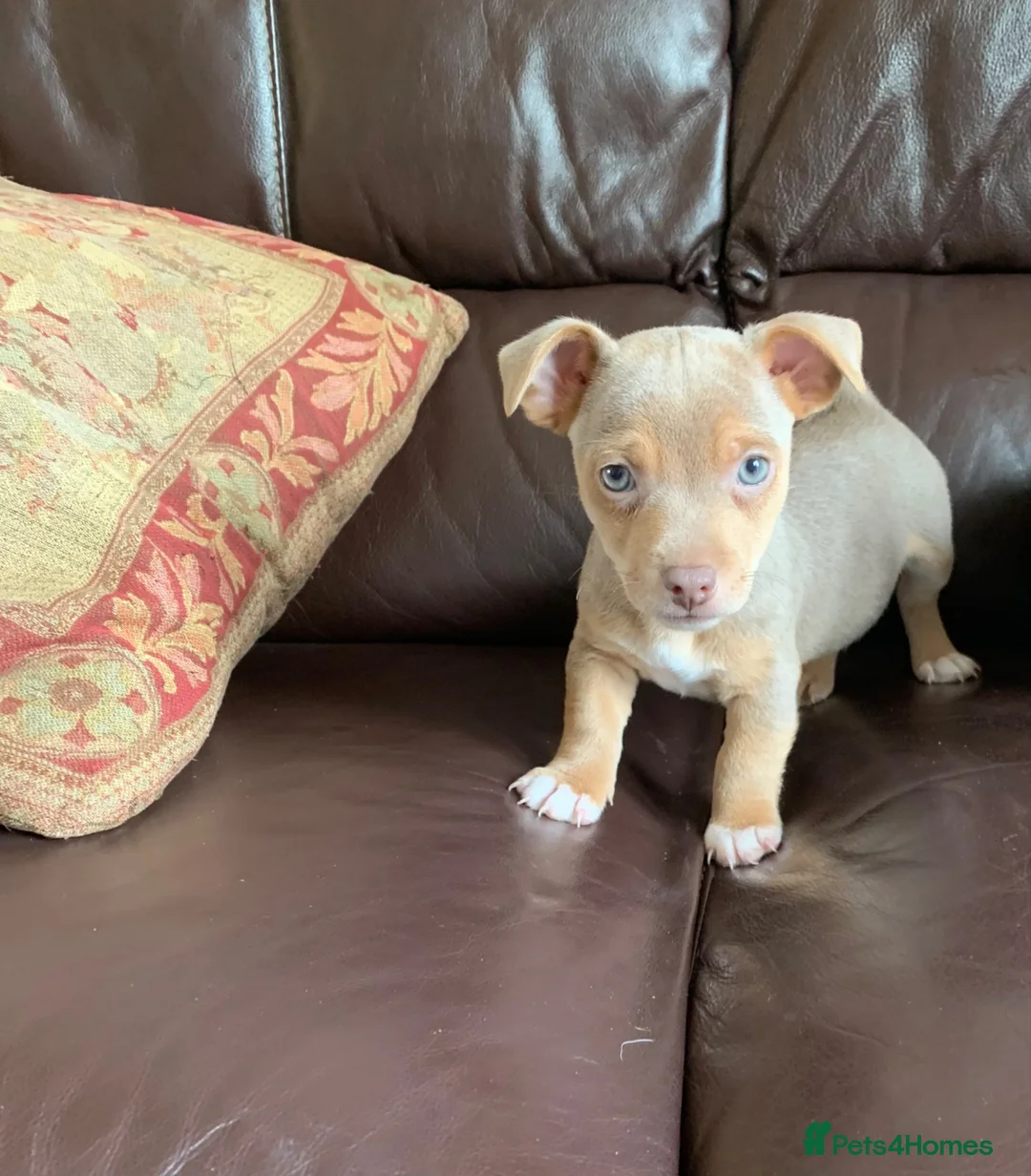 Jack Russell dogs for sale: Fabulous Jack Russell puppies  - Advert 2