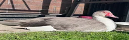 Ducks poultry for sale: GREY MUSCOVY DUCKS - very friendly - Advert 9