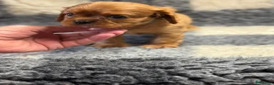 Cavalier King Charles Spaniel 2