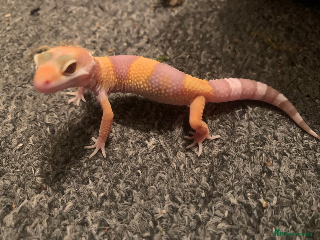 Leopard Gecko reptiles for sale: Leopard gecko babies cb25 - Image 1