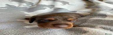 Miniature Dachshund 2