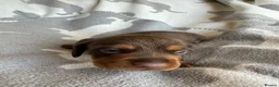 Miniature Dachshund dogs for sale: PERFECT LITTER OF MINIATURE DACHSHUNDS - Advert 18
