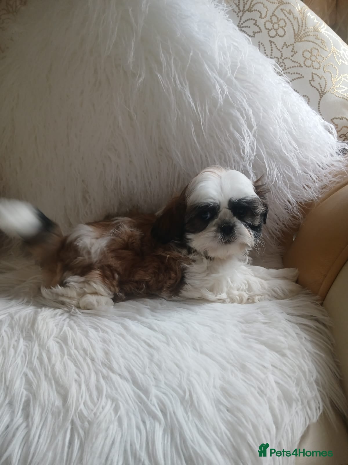 Shih Tzu dogs Shih tzu puppies - Advert 2