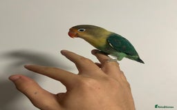 Lovebirds birds for sale: 4 weeks old love bird hand tamed - Image 4