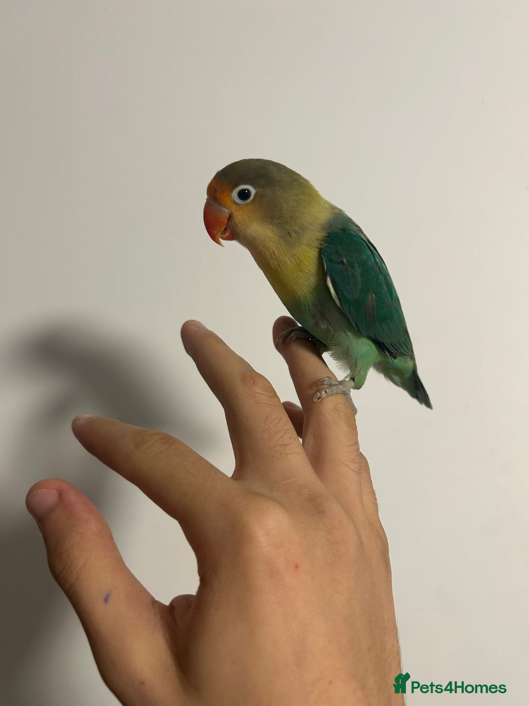 Lovebirds birds for sale: 4 weeks old love bird hand tamed - Image 4