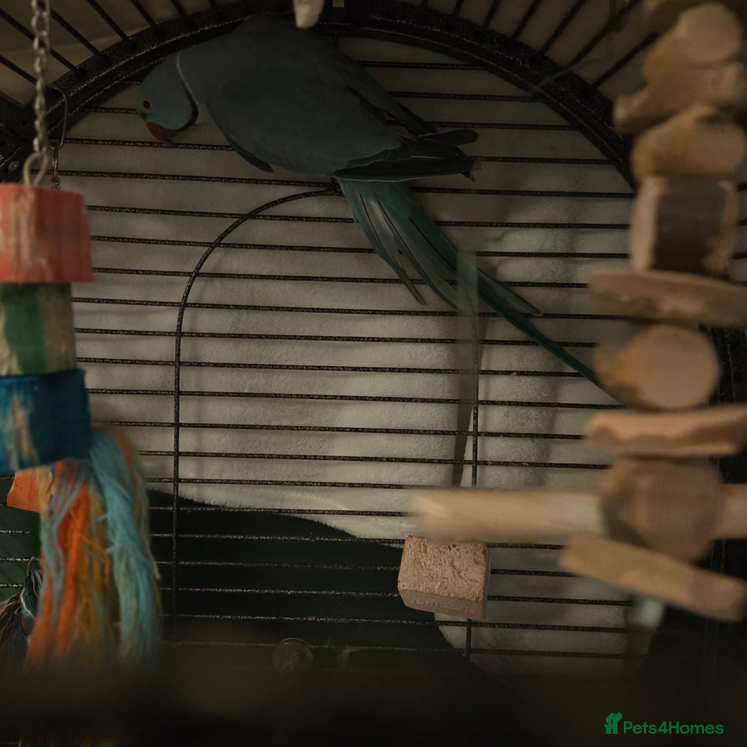 Ringnecks birds for sale: Blue Indian ringneck  - Advert 2