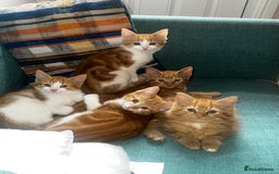 Mixed Breed cats for sale: 4 orange tabby kittens - Image 1