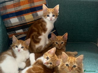 Mixed Breed cats - Advert 28