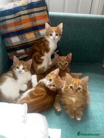 Mixed Breed cats - Advert 12