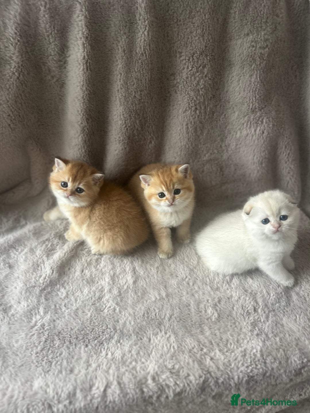 Scottish Fold cats for sale: Beautiful Gold Chinchilla babies  - Advert 9
