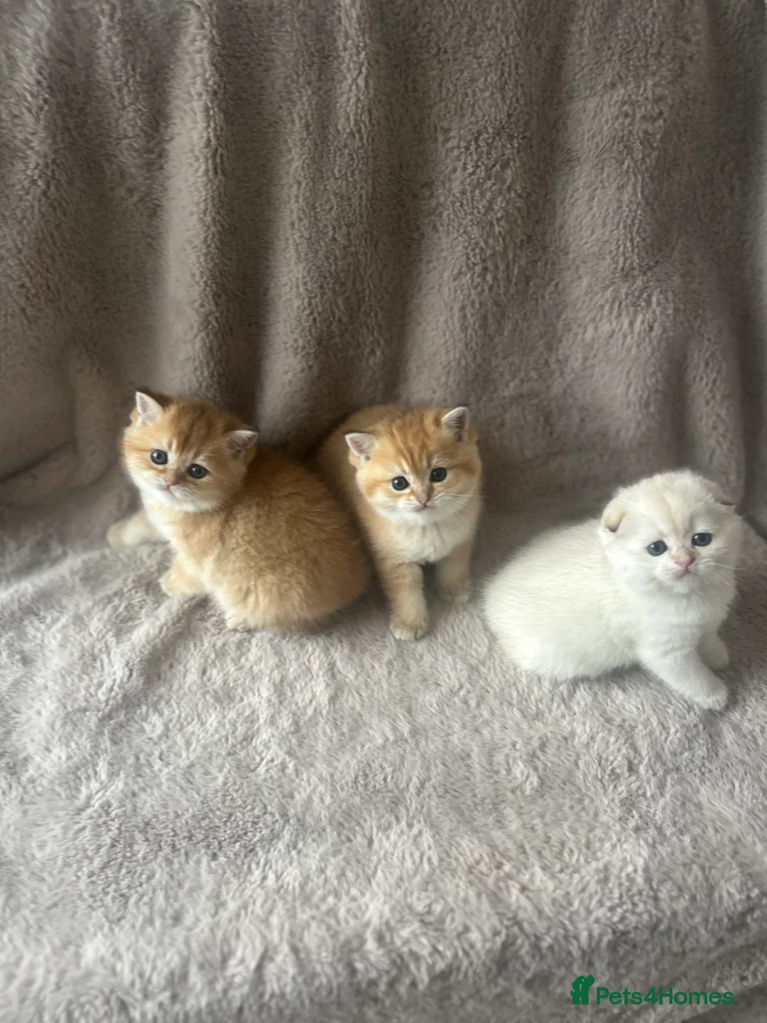 Scottish Fold cats for sale: Beautiful Gold Chinchilla babies  - Advert 10