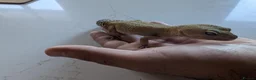Leopard Gecko reptiles for sale: 7-Year-Old Leopard Gecko + Full Vivarium Setup - Advert 3