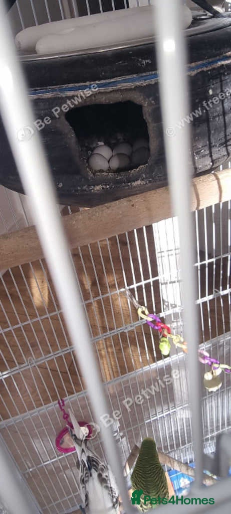 Finches birds Breeder budgies for sale  - Advert 4