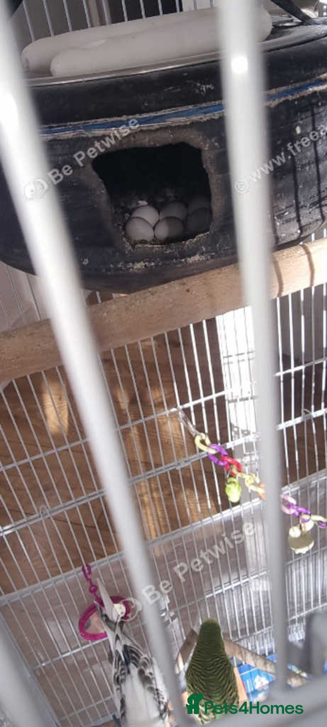 Finches birds for sale: Breeder budgies for sale  - Advert 1