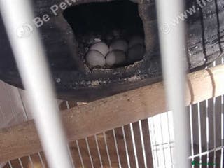 Finches birds Breeder budgies for sale - Advert 18