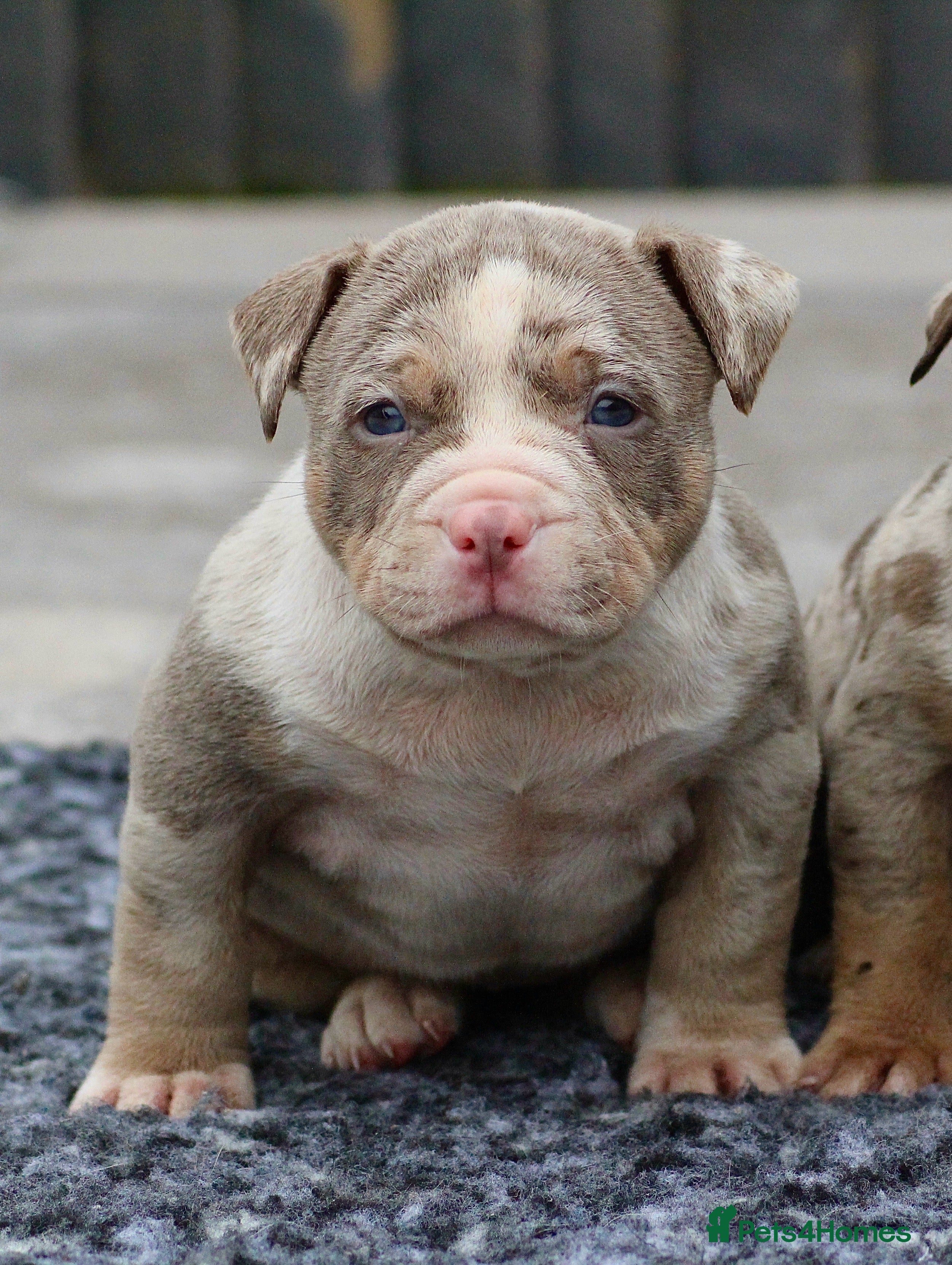 American Bully dogs American Bullys ( 4 females left ) - Advert 11