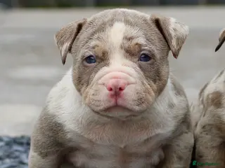 American Bully dogs American Bullys ( 4 females left ) - Advert 11