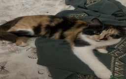 British Shorthair cats for sale: ginger kitten male - Image 2