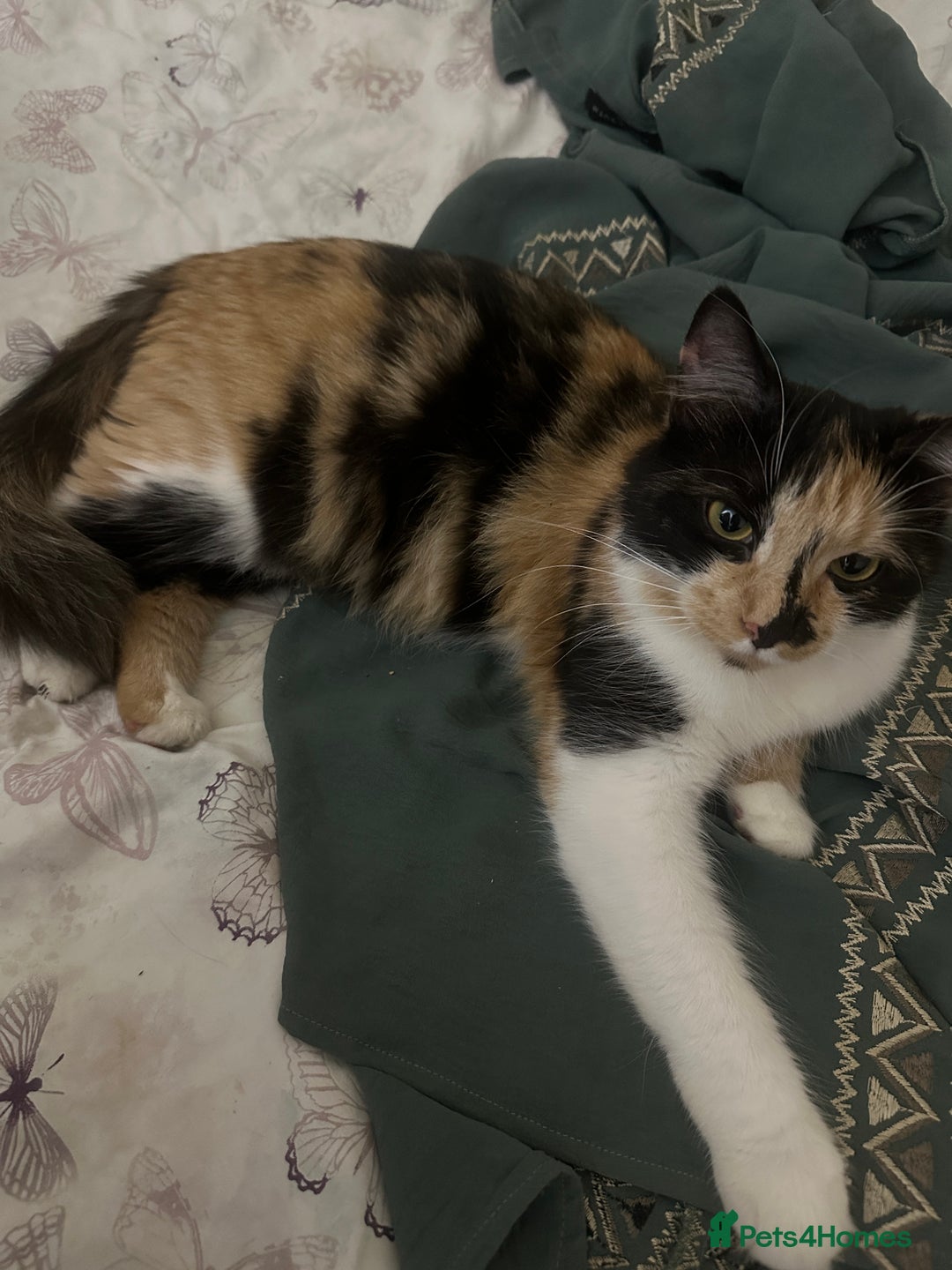 British Shorthair cats for sale: ginger kitten male - Image 2