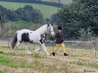 Irish Cob horses Handsome Gelding 14.2hh - Advert 1