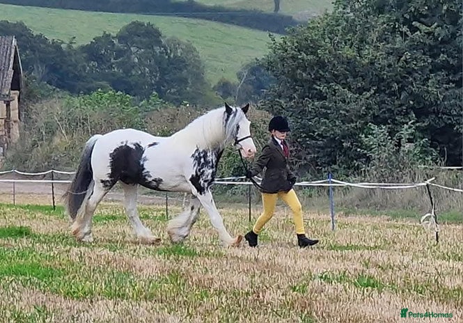 Irish Cob horses Handsome Gelding 14.2hh - Advert 1