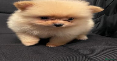 Pomeranian dogs - Advert 6