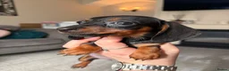 Miniature Dachshund dogs for sale: 2 pups left!  🐾 KC Miniature Dachshund Puppies 🐾 - Advert 17