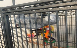 Parrots birds for sale: African grey parrot  - Image 1
