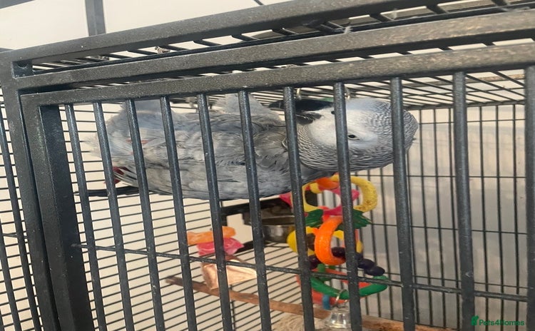 Parrots birds - Advert 4