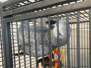 Parrots birds - Advert 21