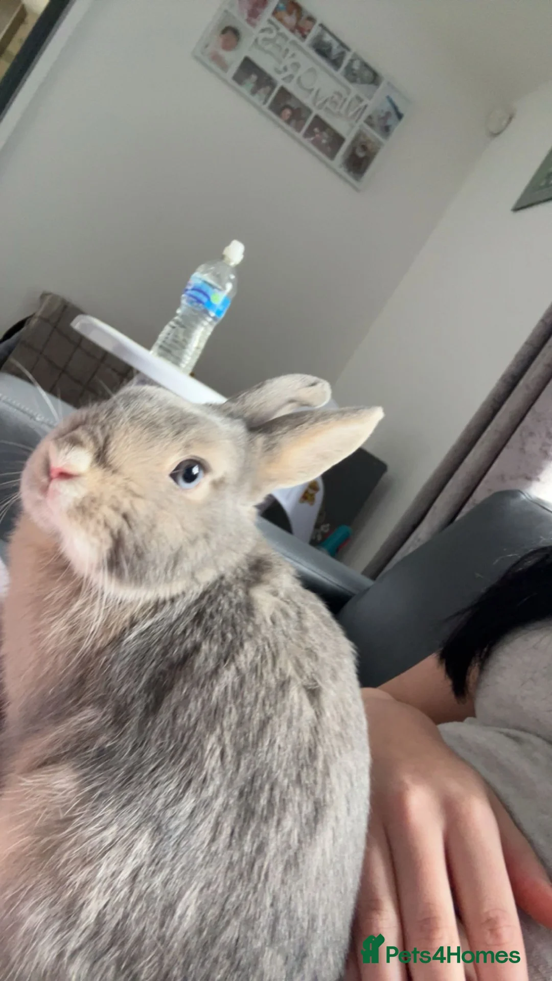 Mixed Breed rabbits for sale: 3 beautiful rabbits  - Advert 7