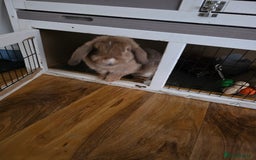 Mini Lop rabbits for sale: Two female bunnies - Image 8