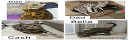 Bengal cats for sale: REDUCED Two Bengals READY for their forever homes  - Advert 1