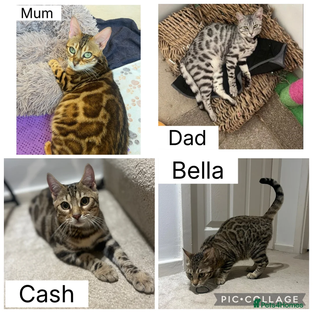 Bengal cats for sale: REDUCED Two Bengals READY for their forever homes  - Advert 1