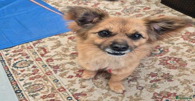 Mixed Breed dogs - Advert 5
