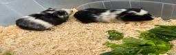 Guinea Pig rodents for sale: Guinea pigs in need of new homes!  - Advert 9