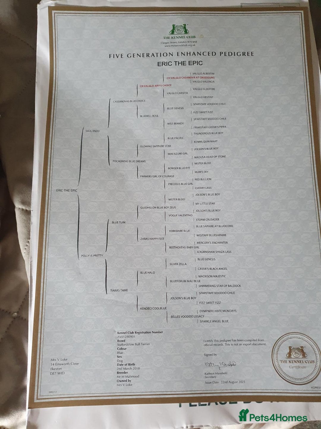 Staffordshire Bull Terrier dogs for stud: Stud for breeding in Ilkeston - Advert 26