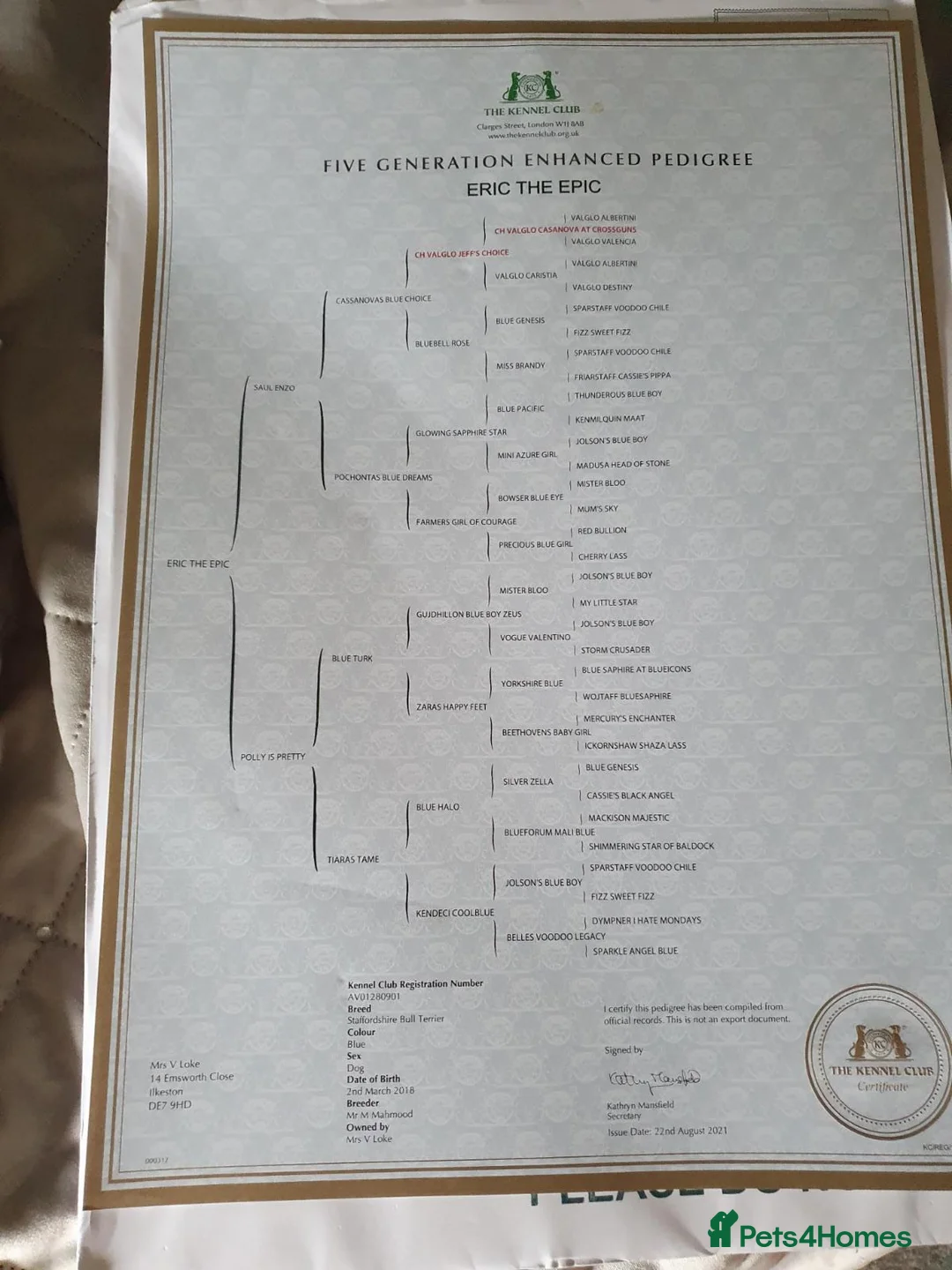 Staffordshire Bull Terrier dogs for stud: Stud for breeding in Ilkeston - Advert 26